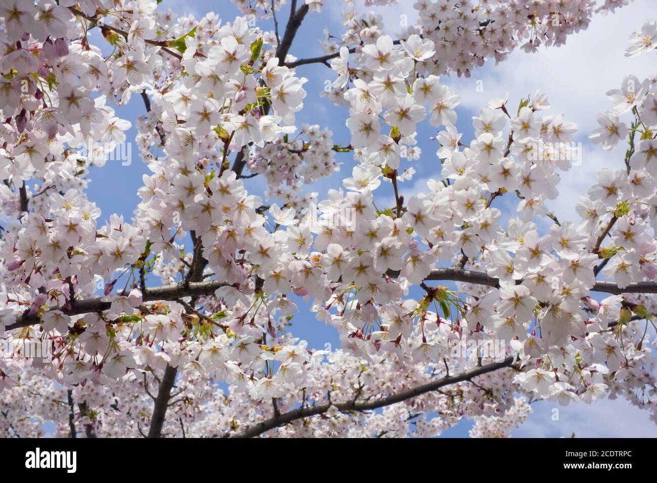 Des milliers de fleurs roses sur un cerisier de printemps contre le ciel Banque D'Images