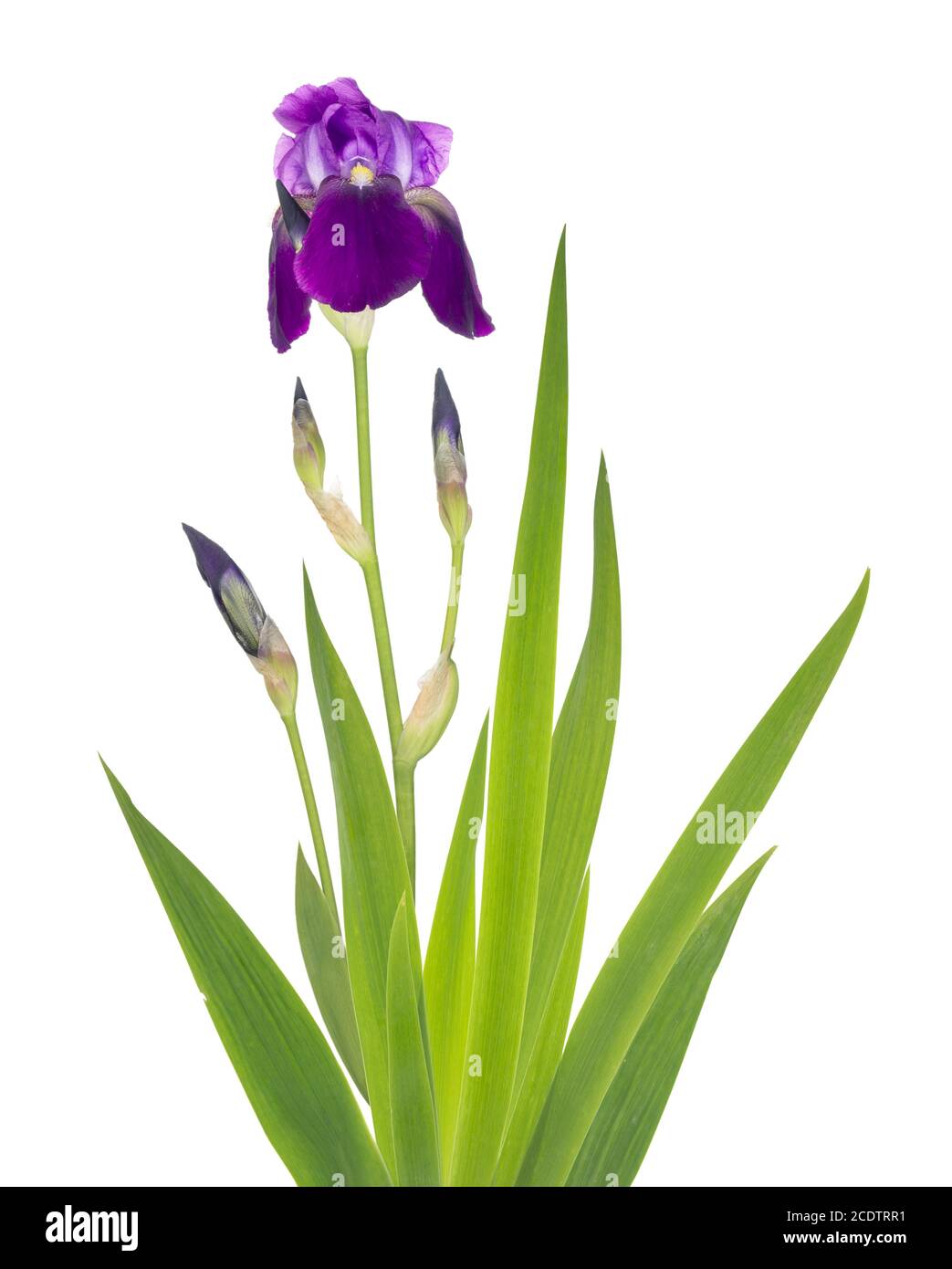 Été bleu foncé fleur d'iris sur le lit de jardin de juillet. Banque D'Images