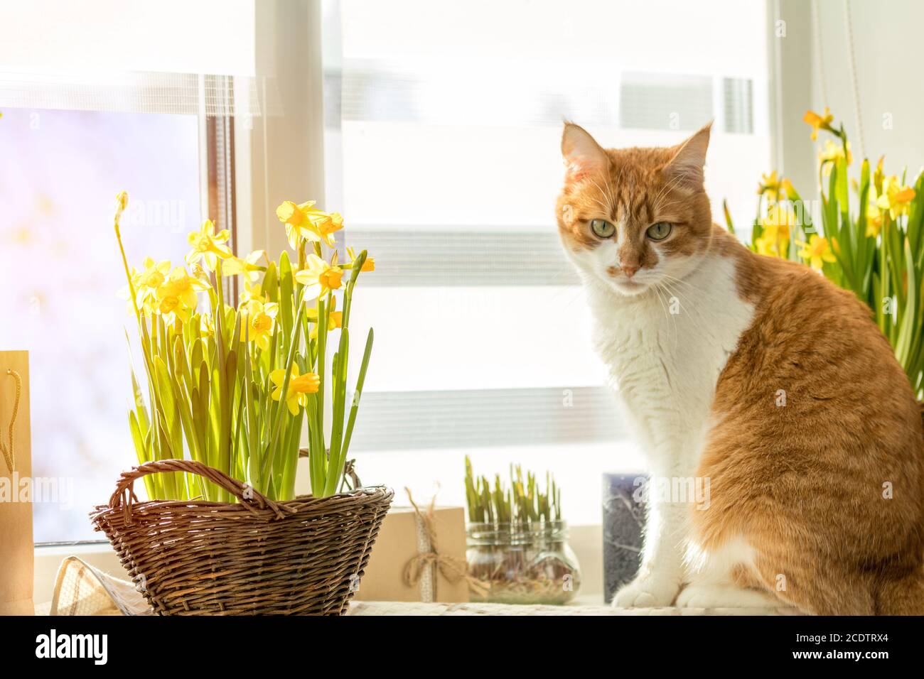 La lumière du soleil du matin sur le chat rouge. Funny Cute cat blanc-rouge sur le rebord avec jonquilles jaune oranger, Close up. Banque D'Images