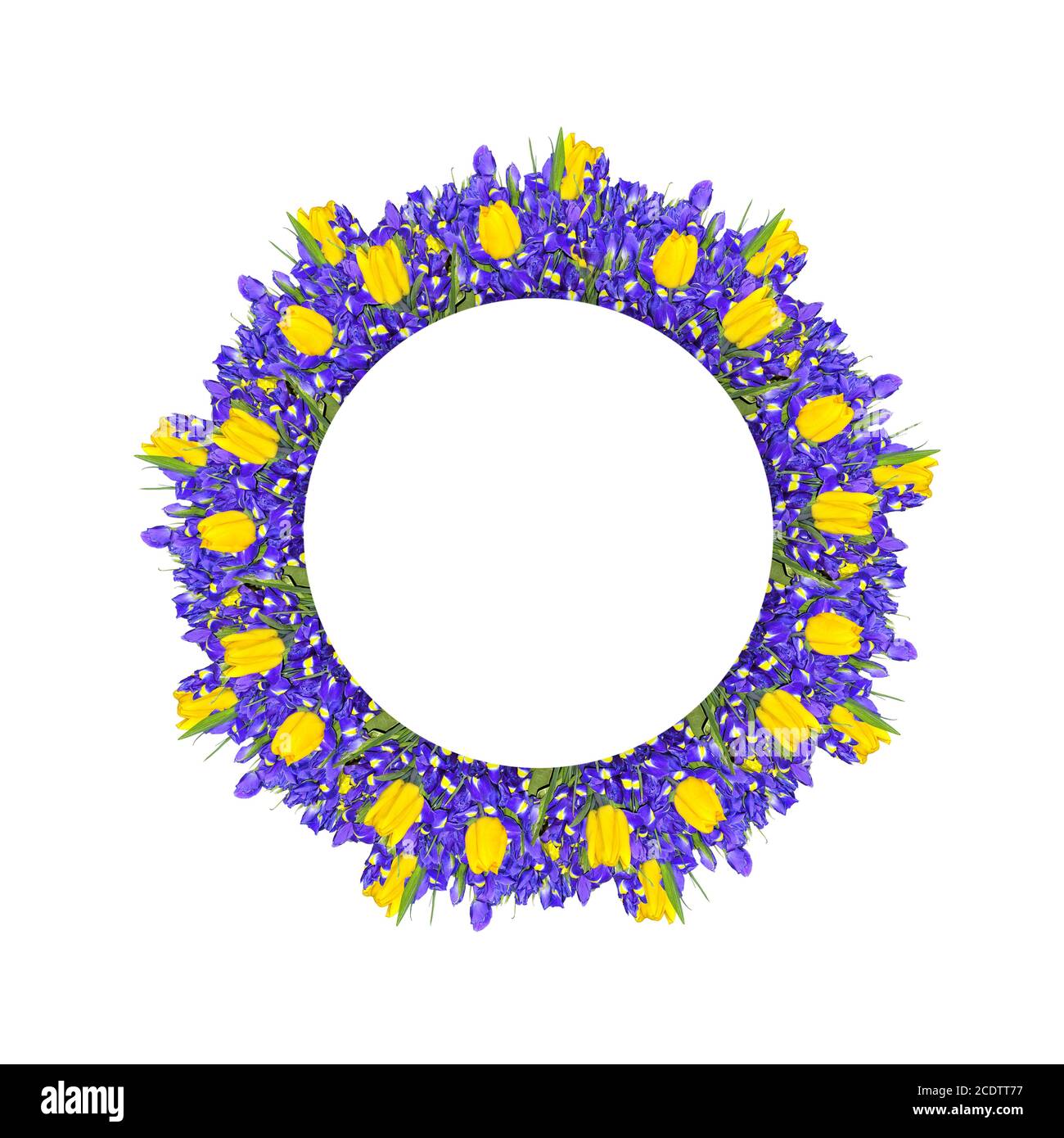 Tulipes jaunes et fleurs d'iris bleu dans la fleur ronde cadre Banque D'Images