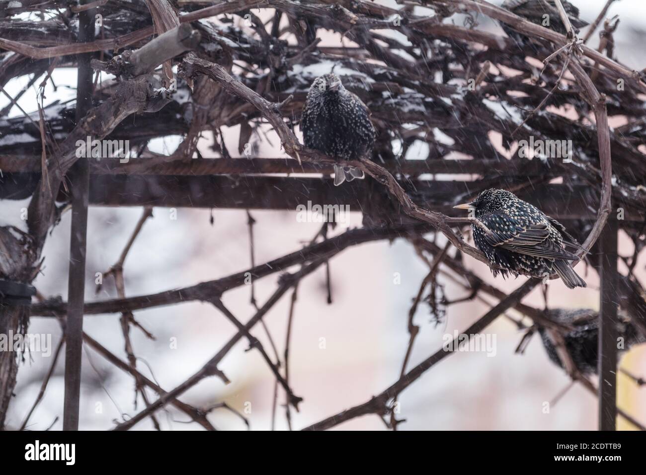 De nombreux oiseaux féculeux européens sur des vignes en chute de neige Banque D'Images