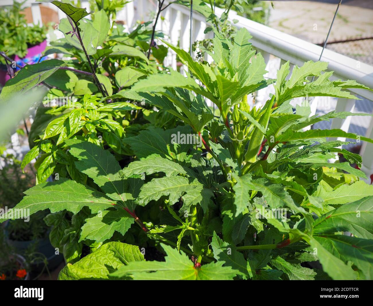 Une grande plante d'okra florissante avec plusieurs gousses se développant dans toutes les directions dans un récipient sur un balcon avec le basilic en arrière-plan. Banque D'Images