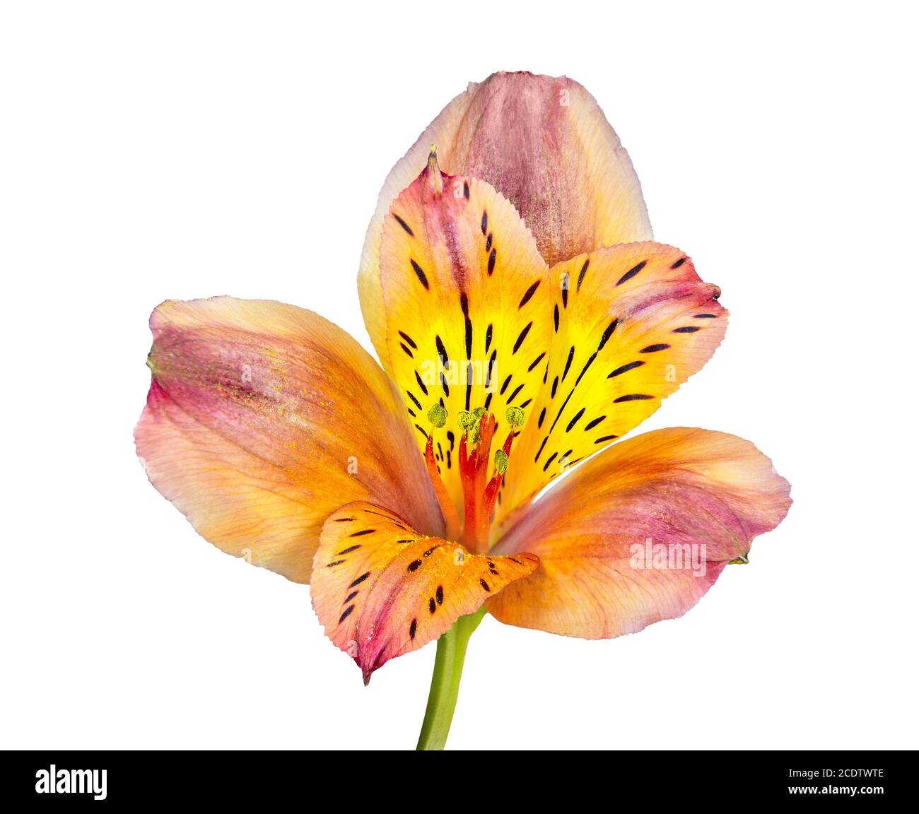 Fleur blanche au pistil jaune Banque d'images détourées - Alamy