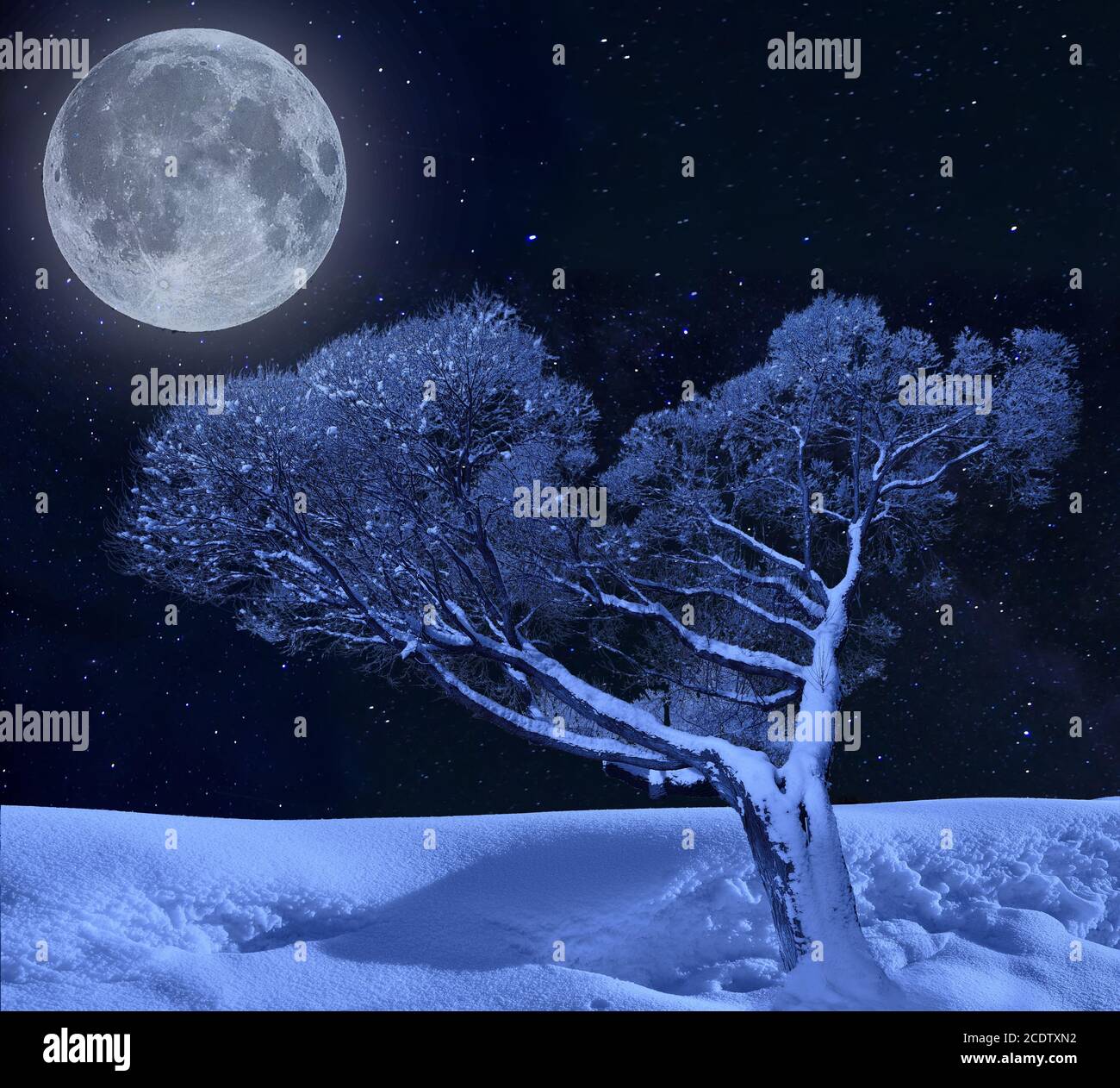 Arbre solitaire sur un hiver au clair de lune de nuit étoilée ciel Banque D'Images