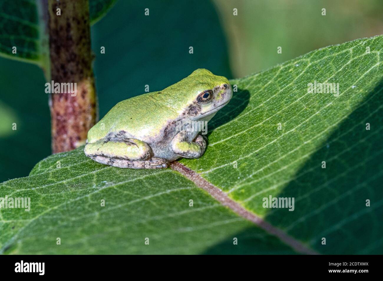 Une grenouille d'arbre gris immature assise sur une feuille de laitoued Banque D'Images