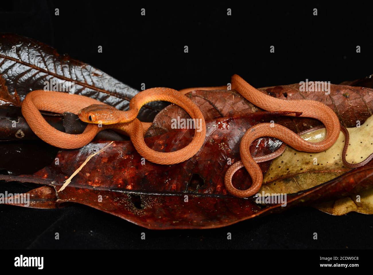 Serpent à tête noire pour chat Banque D'Images