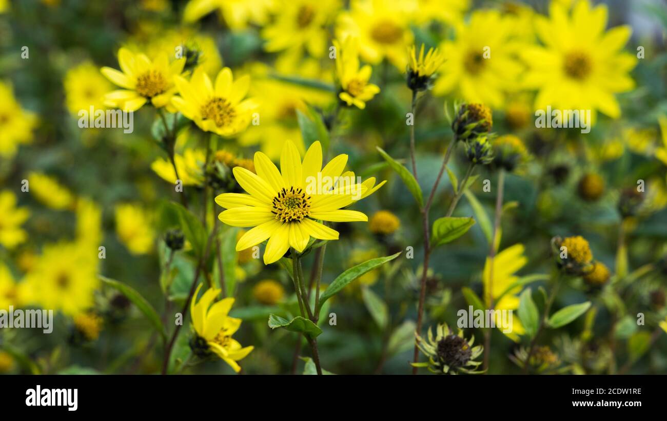 Commune Ragwort Senecio jacobaea - belle fleur jaune macro de gros plan Banque D'Images