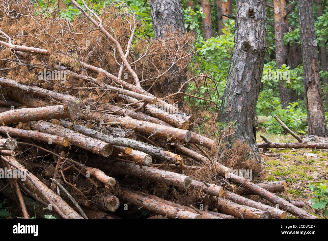 pile de pins coupés en forêt Banque D'Images