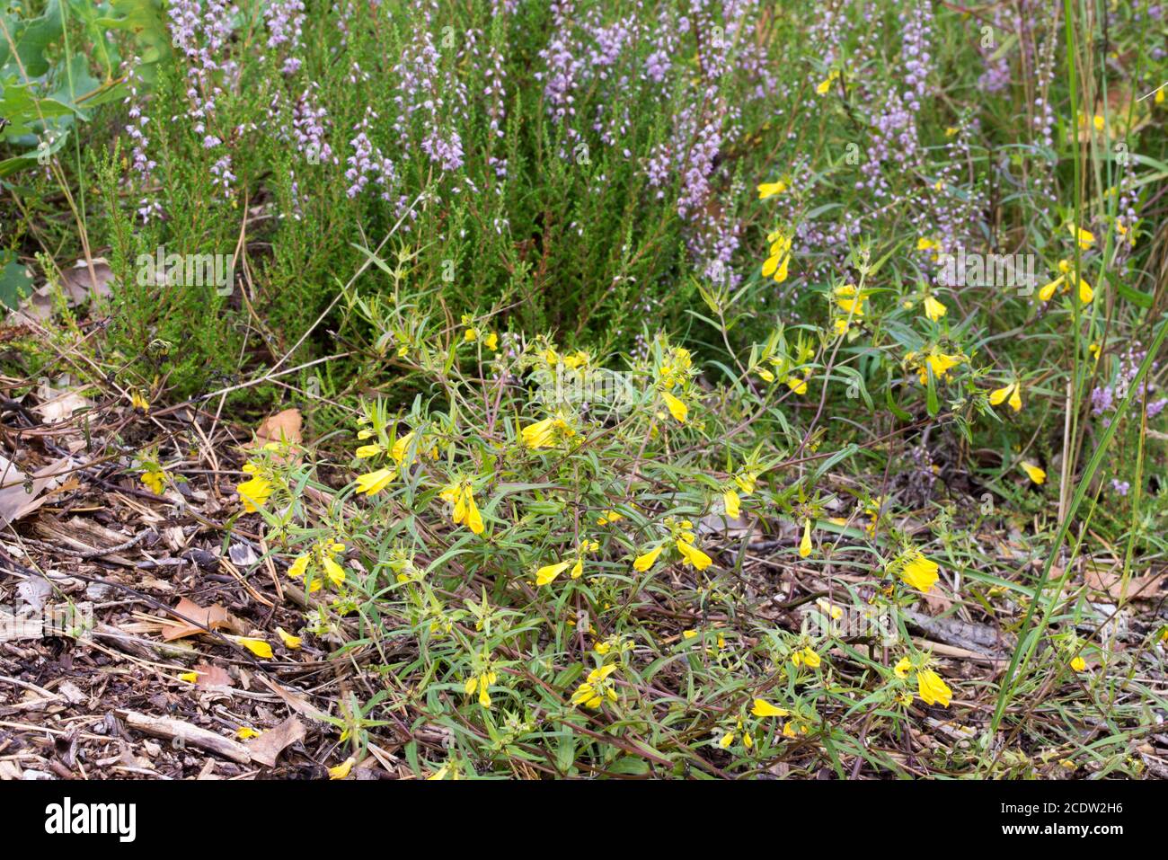 fleurs de blé tendre jaune de vache et de lila chinée en forêt Banque D'Images