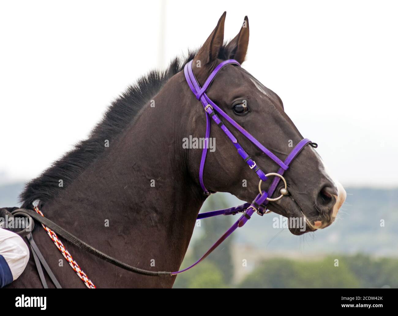 Portrait brun de l'étalon de cheval akhal-teke. Banque D'Images