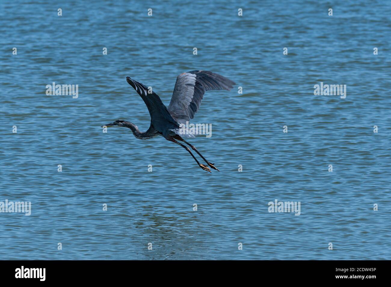 Le grand héron bleu flotte ses puissantes ailes en haut de son dos, tandis qu'il vole juste au-dessus de la surface de l'eau calme dans un lac. Banque D'Images