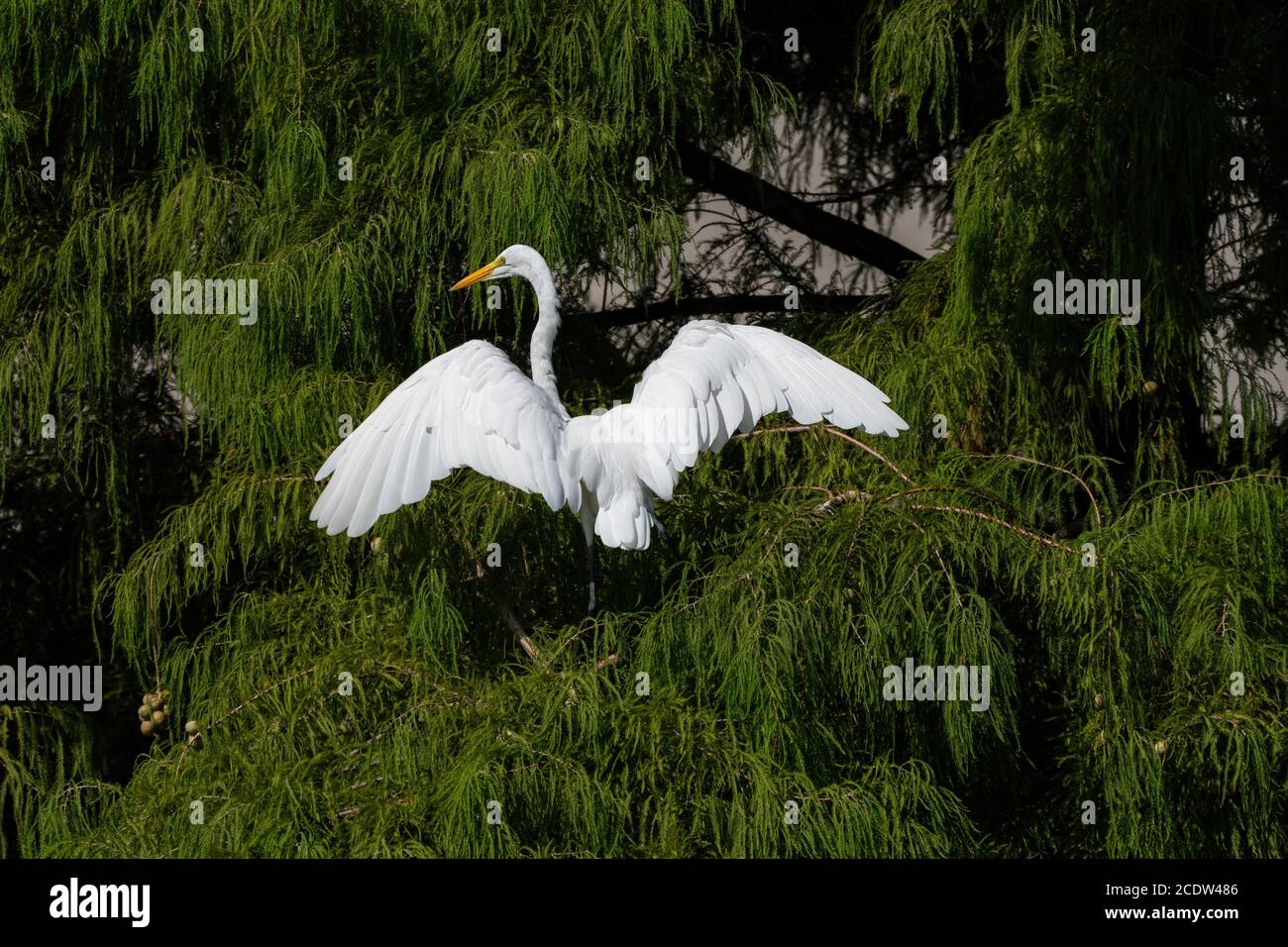 Great White Egret flipping ses puissantes ailes comme il atterrit haut dans les branches d'un cèdre un matin ensoleillé. Banque D'Images