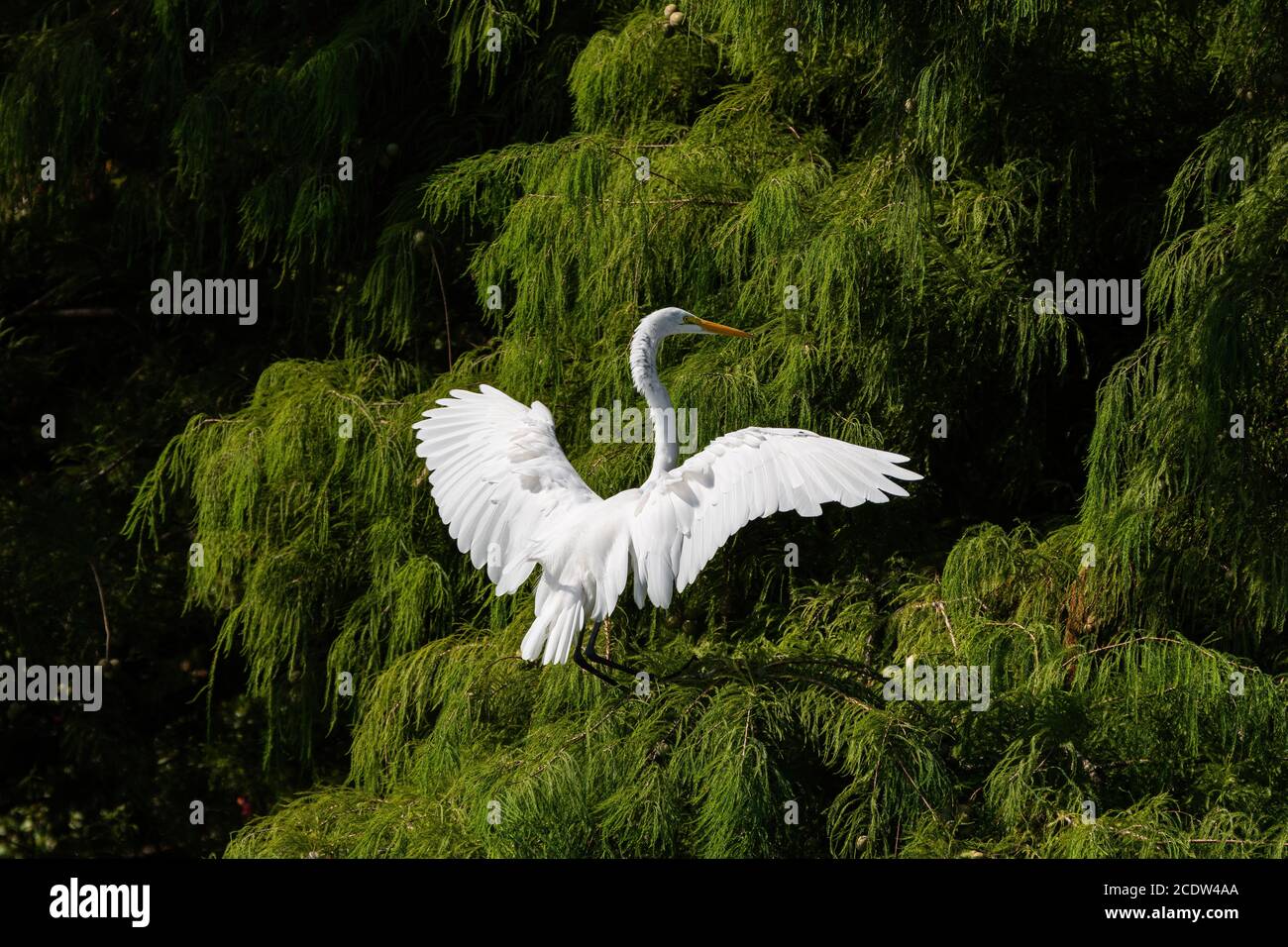 Une grande Egret blanche utilisant est des ailes puissantes pour ralentir comme il atteint à terre haut dans les branches d'un arbre de cèdre. Banque D'Images