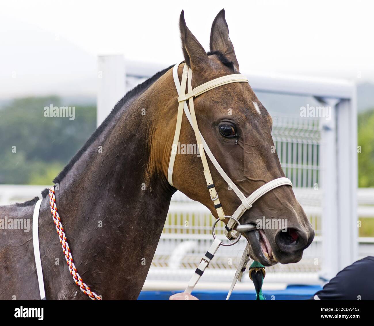 Portrait brun de l'étalon de cheval akhal-teke. Banque D'Images