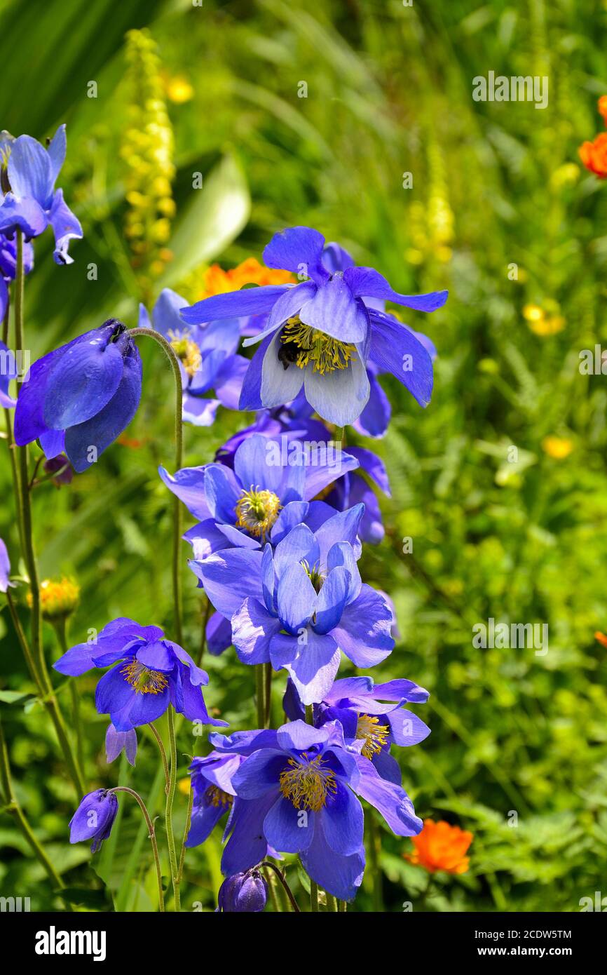 Belle fleur bleue Aquilegia glandulosa gros plan Banque D'Images