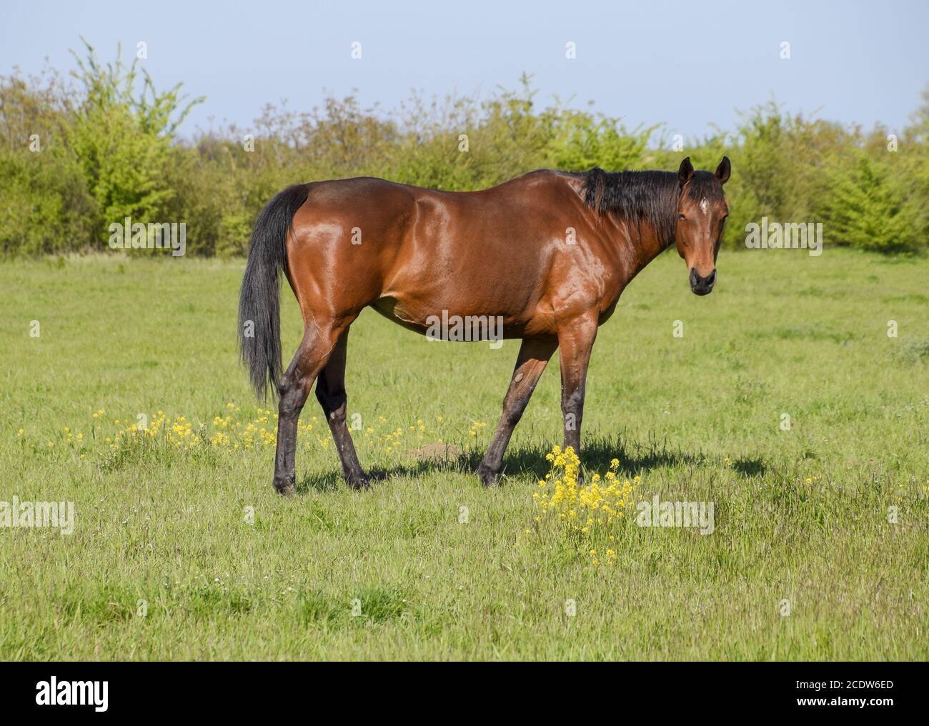 Les chevaux paissent dans les pâturages. Les enclos des chevaux dans une ferme équestre. Quelques chevaux Banque D'Images