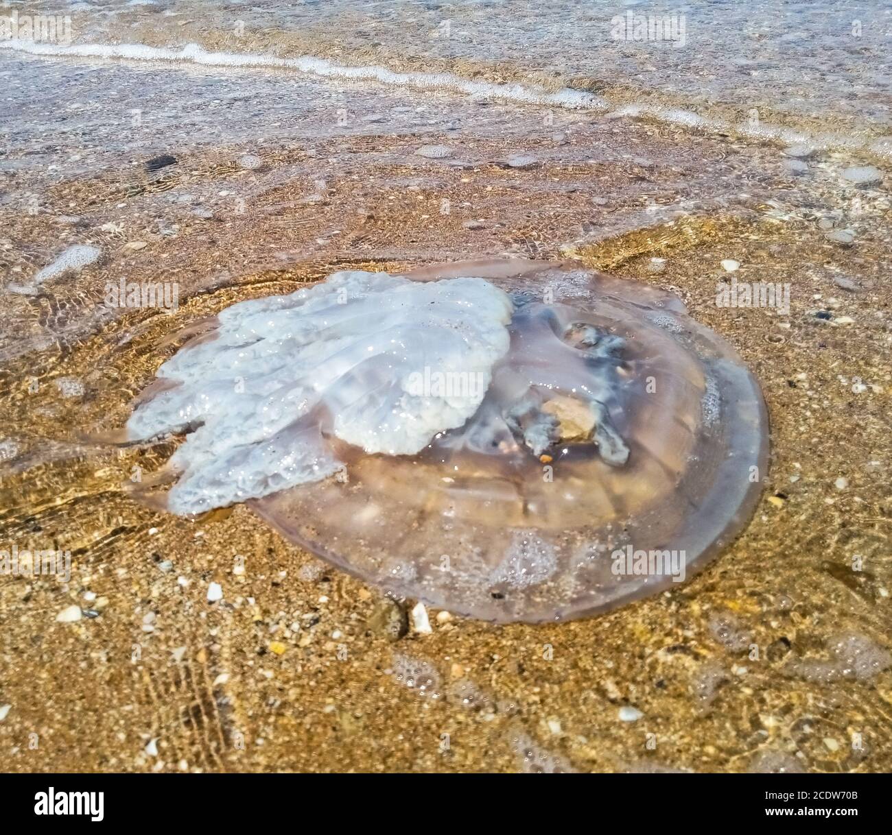 Méduses mortes dans les eaux peu profondes. Corde de racine de méduse Rhizostoma, jetée sur le rivage de la mer. Méduses mortes. Banque D'Images