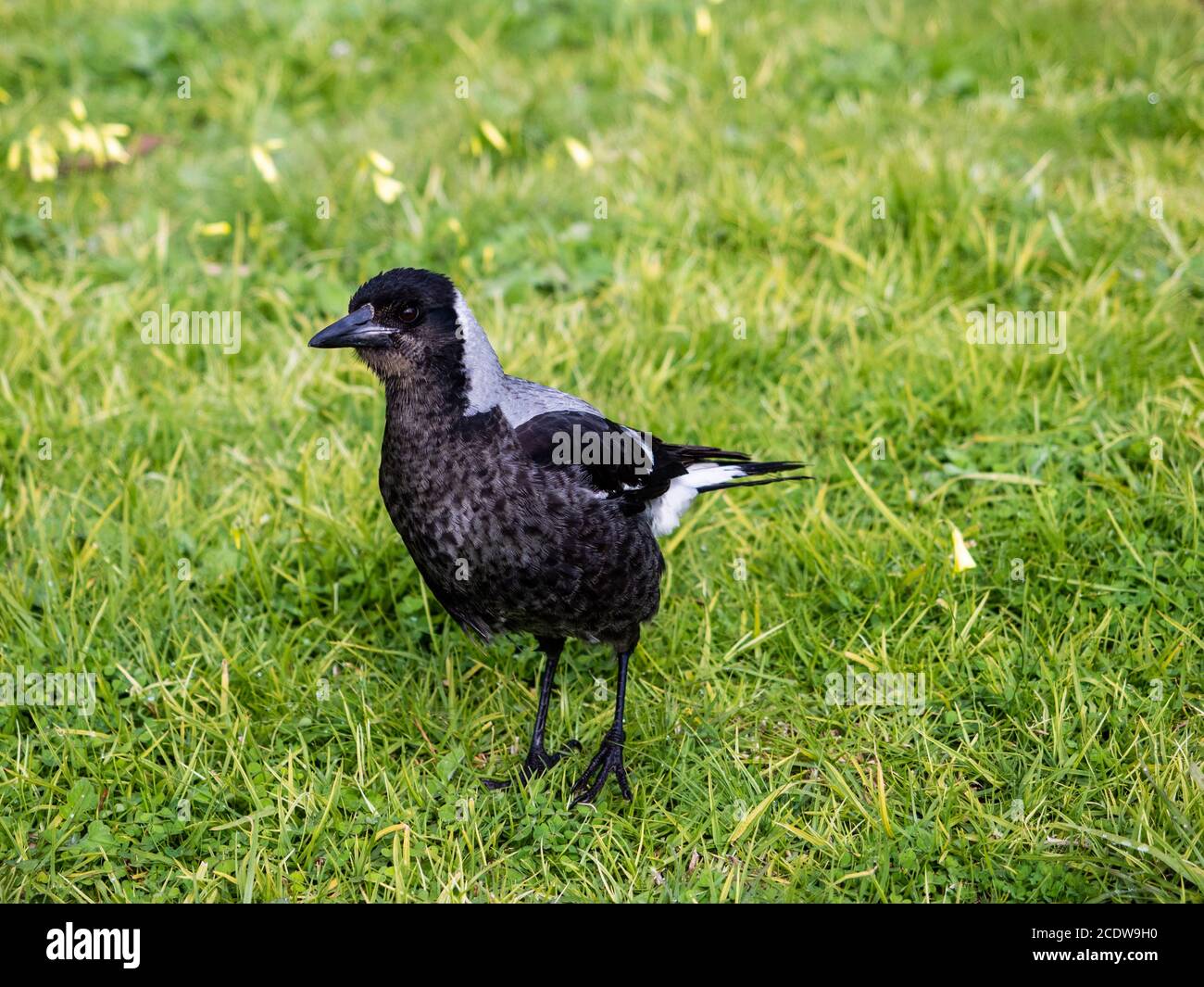 Jeune Magpie australienne (Cracticus tibicen) sur herbe verte Banque D'Images
