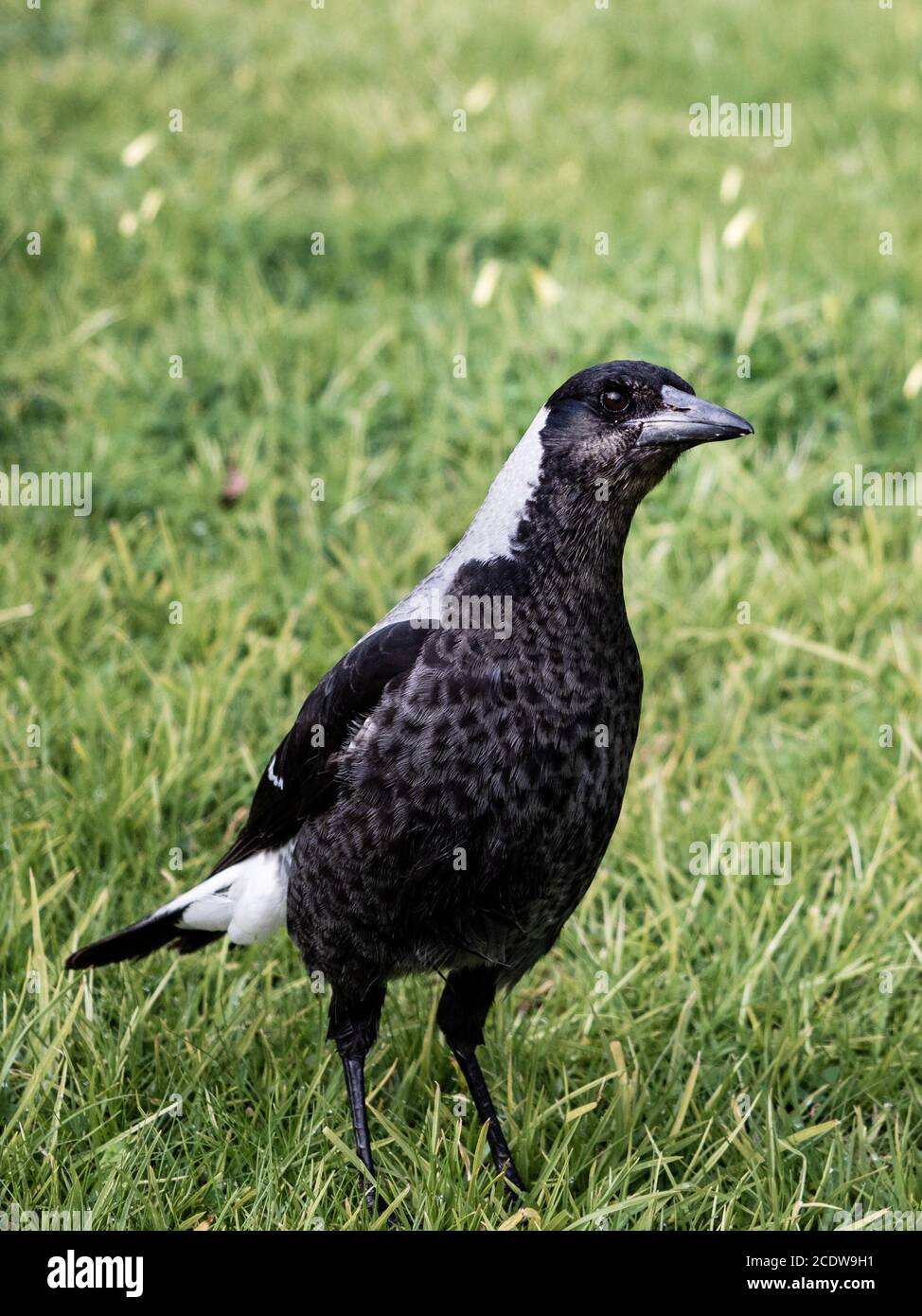 Jeune Magpie australienne (Cracticus tibicen) sur herbe verte Banque D'Images