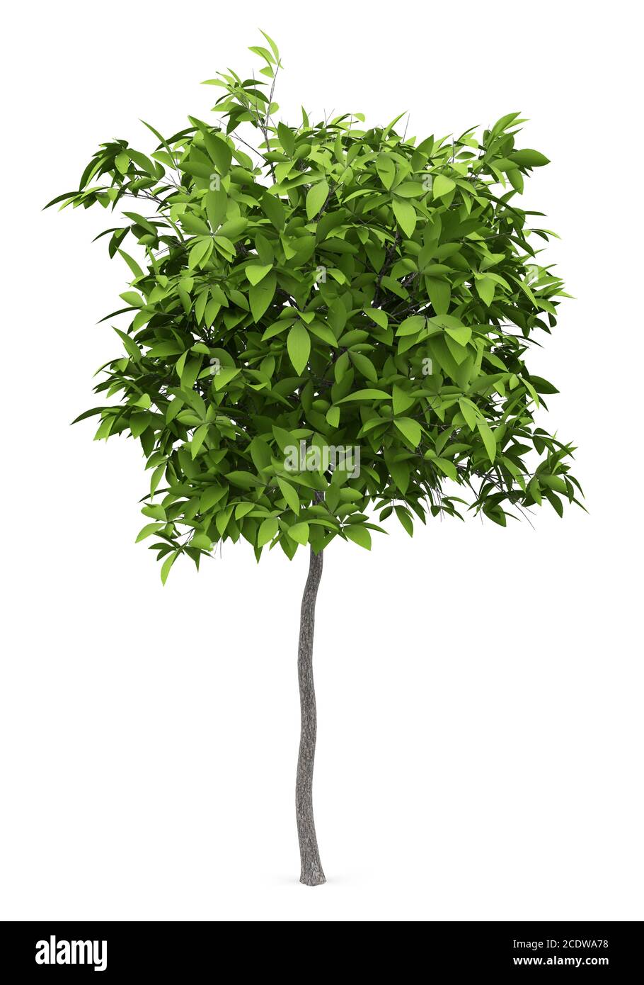 arbre d'avocat isolé sur fond blanc Banque D'Images