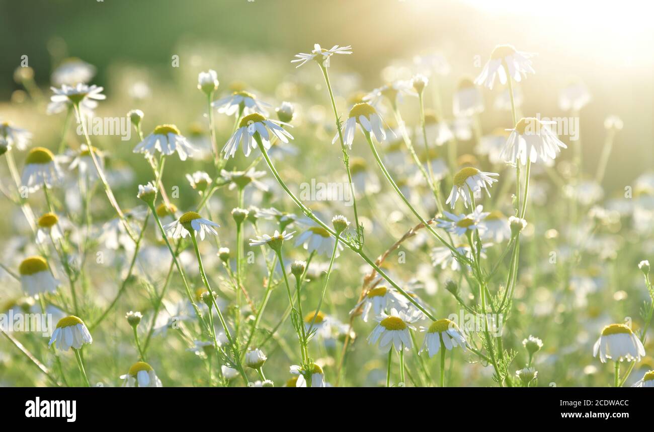 Beaucoup de chamomiles de champ dans les rayons du soleil Banque D'Images