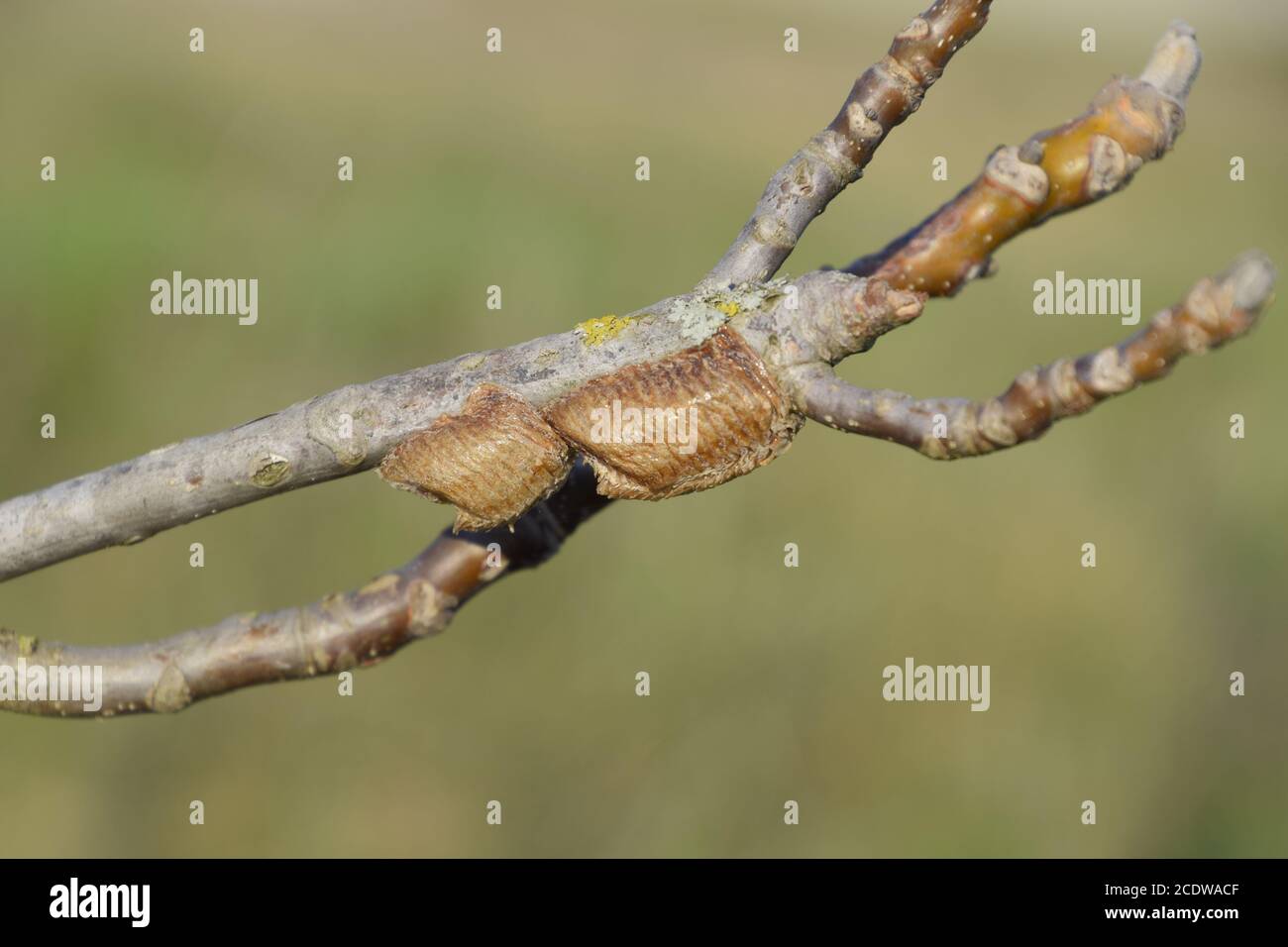 Ootheca mantis sur les branches d'un arbre. Les oeufs de l'insecte pondus dans le cocon pour l'hiver sont pondus Banque D'Images