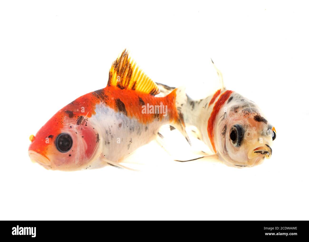 poisson rouge coloré devant un fond blanc Banque D'Images