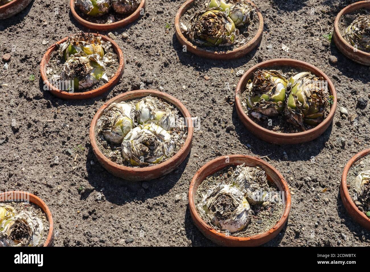 Ampoules de quill dans pot Urginea maritima plantes pots jardin Banque D'Images