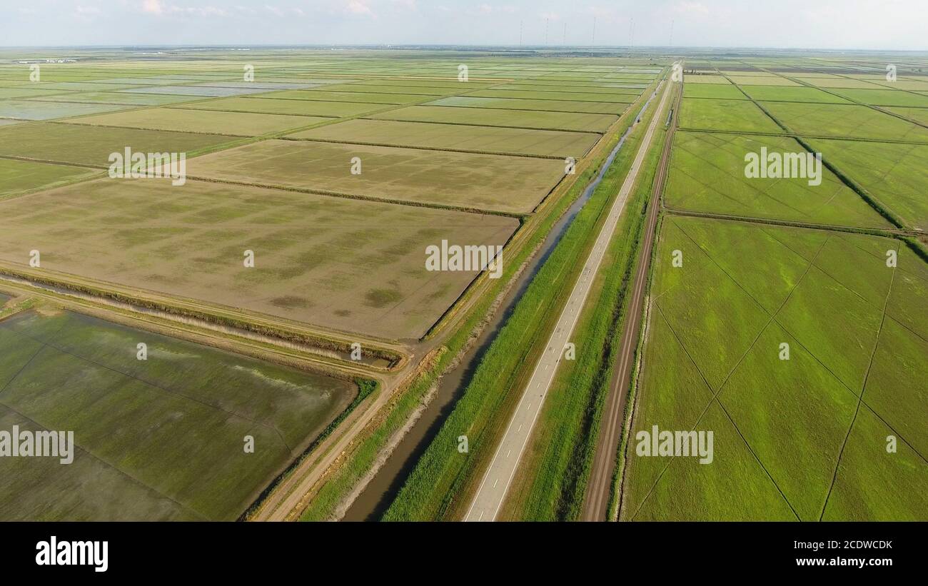 La culture du riz sur les champs inondés. Dans le domaine de riz mûr, le début de la récolte. Une vue à vol d'oiseau. Banque D'Images