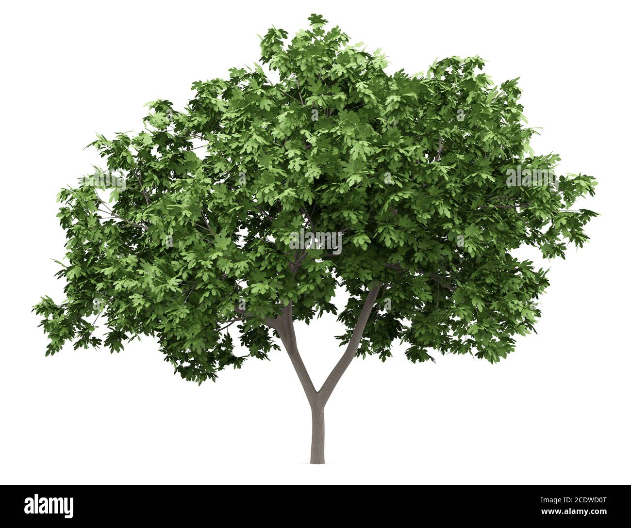 arbre de figues commun isolé sur fond blanc Banque D'Images