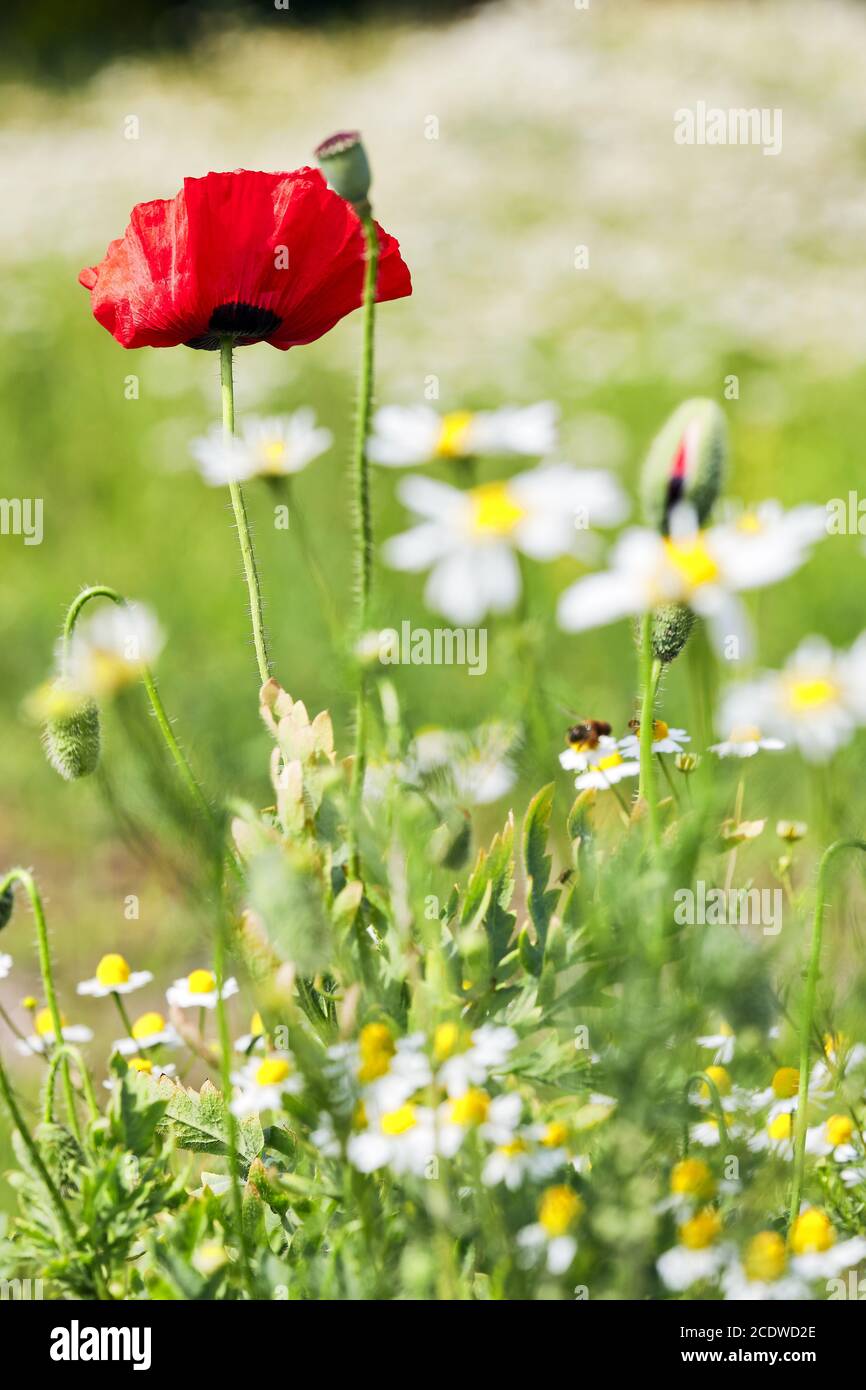 Fleur de pavot et fleur de pavot entre les fleurs Banque D'Images