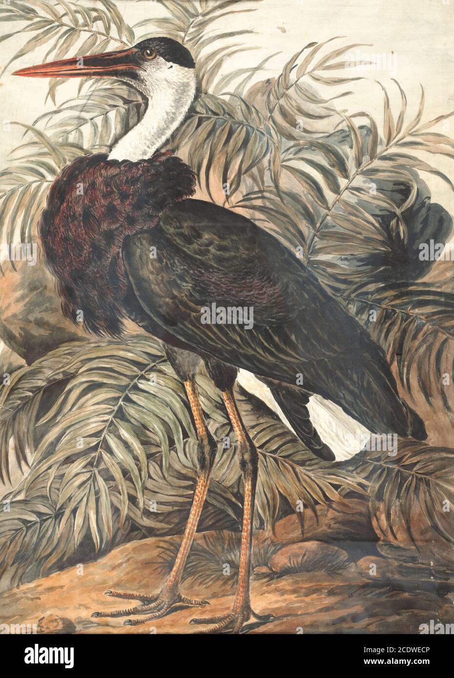 La ciconie à col laineux ou la ciconie blanche (Ciconia episcopus) est un gros oiseau à gué de la famille des ciconiidés. Il se reproduit seul, ou dans de petites colonies libres. Il est distribué dans une grande variété d'habitats, y compris les marais des forêts, des zones agricoles et des zones humides d'eau douce. Peinture aquarelle du XVIIIe siècle par Elizabeth Gwillim. Lady Elizabeth Symonds Gwillim (21 avril 1763 – 21 décembre 1807) est une artiste mariée à Sir Henry Gwillim, juge puîné à la haute cour de Madras jusqu'en 1808. Lady Gwillim a peint une série d'environ 200 aquarelles d'oiseaux indiens. Produit environ 20 ans Banque D'Images