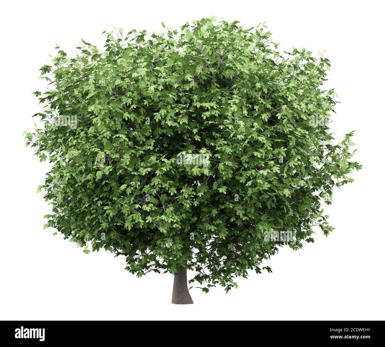 arbre de figues commun isolé sur fond blanc Banque D'Images
