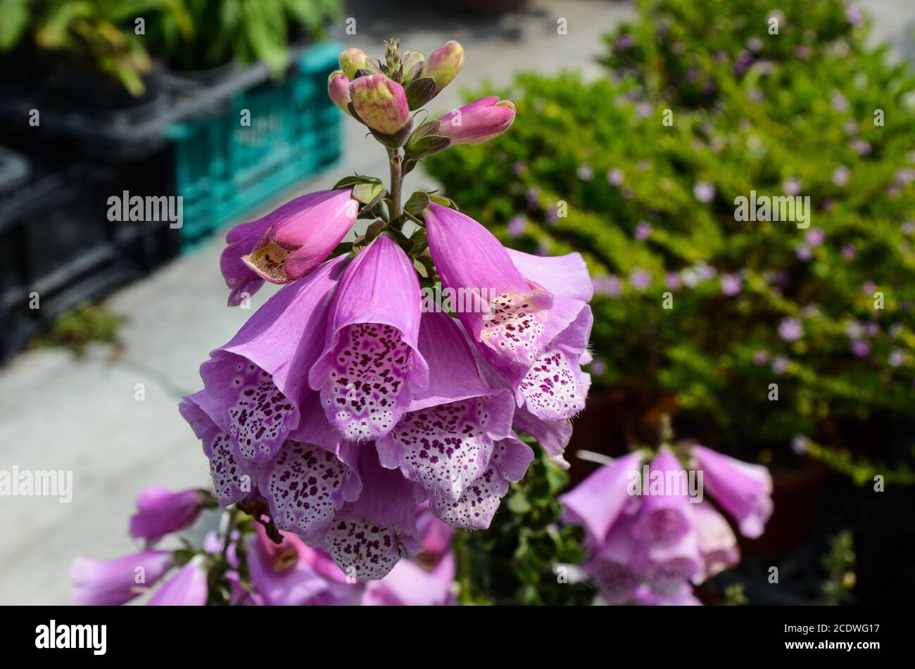 Digitalis purpurea , Foxglove commun Banque D'Images