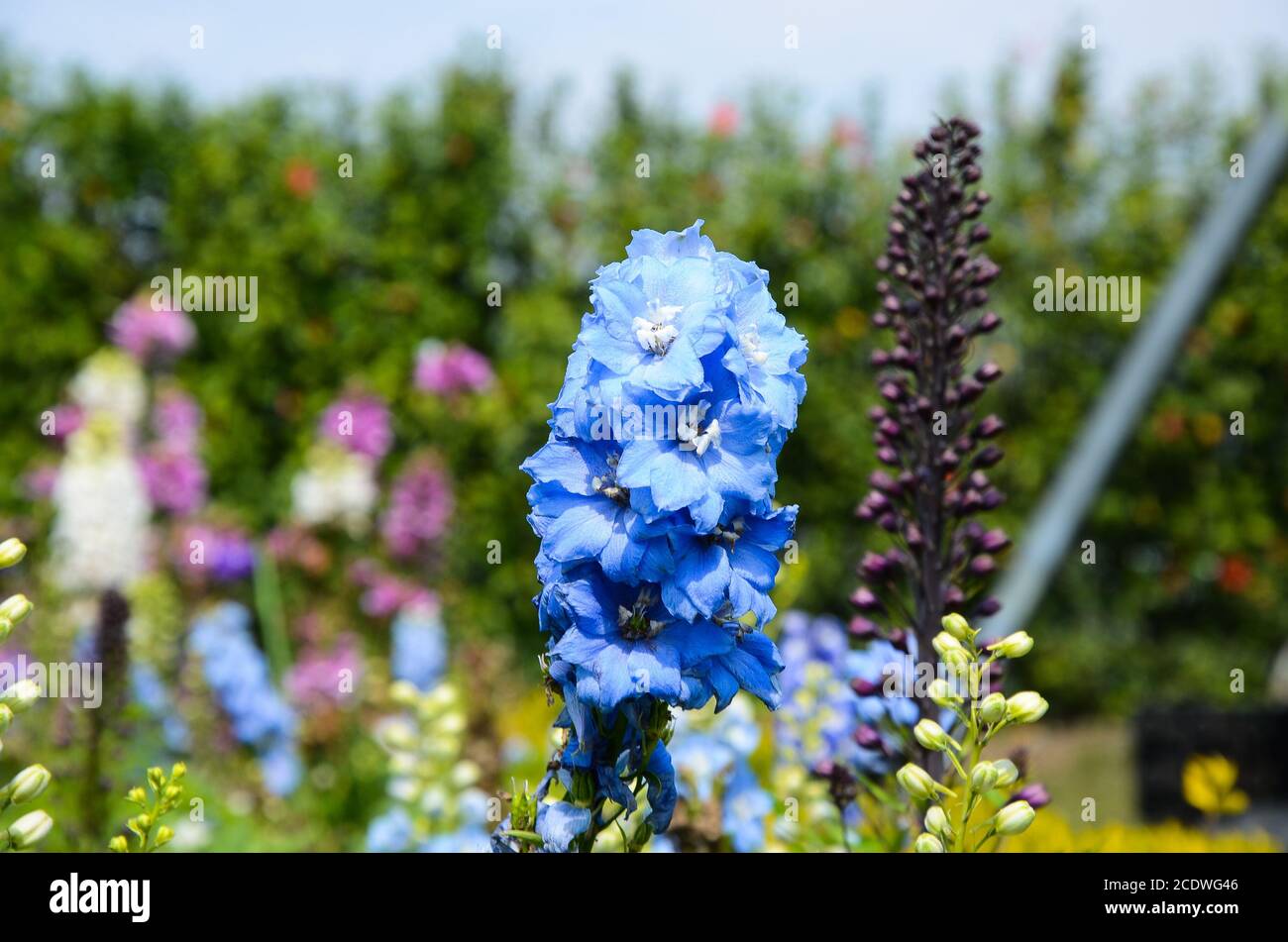 Delphinium bougie Delphinium English Larkspur Grand Larkspur Banque D'Images