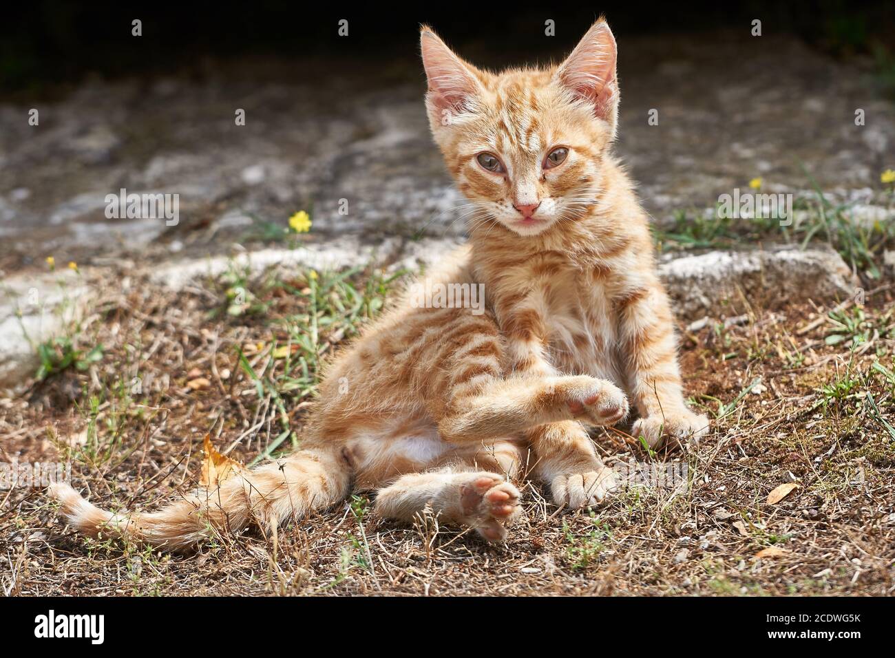 un jeune chat curieux est assis au bord de la route Banque D'Images