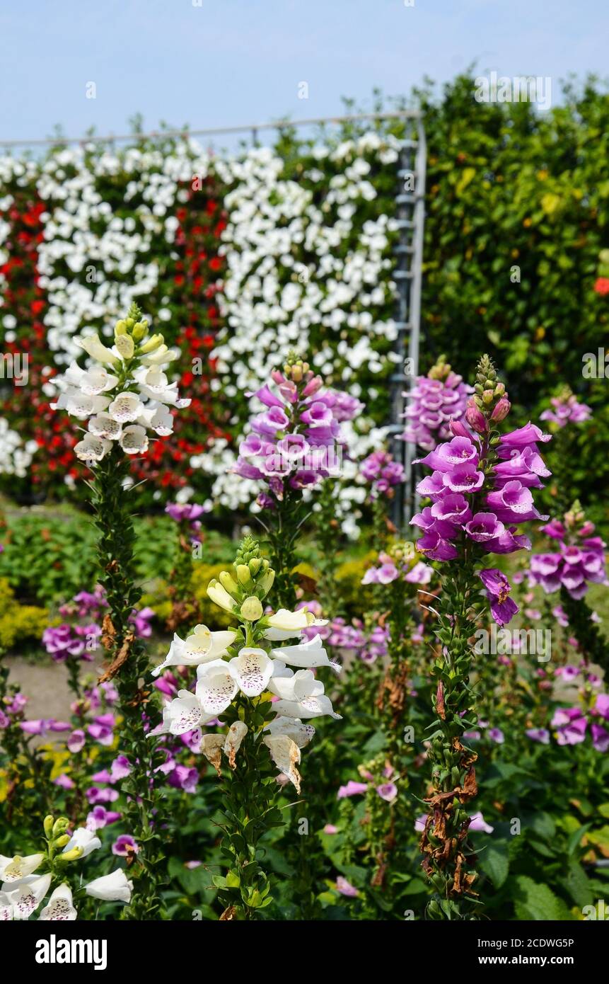 Digitalis purpurea , Foxglove commun Banque D'Images