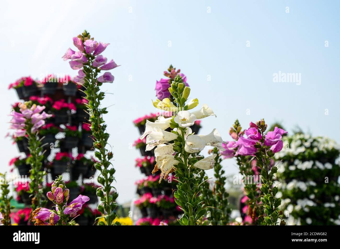 Digitalis purpurea , Foxglove commun Banque D'Images