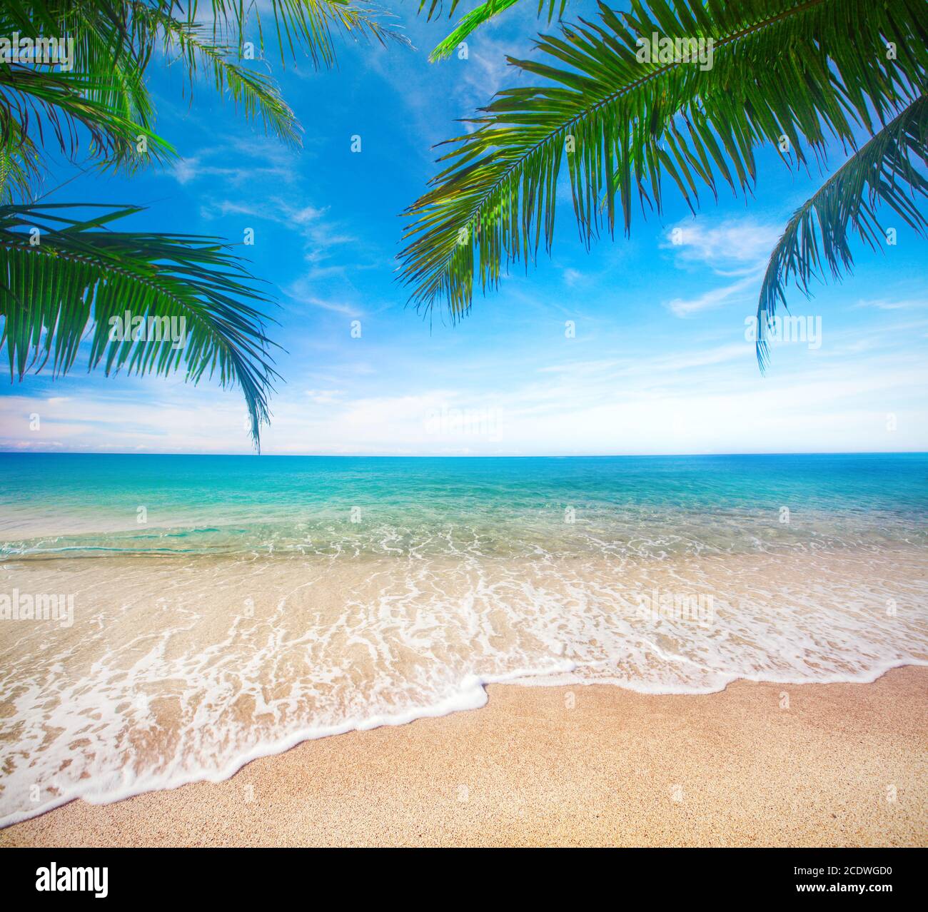 Plage tropicale avec cocotier Banque D'Images