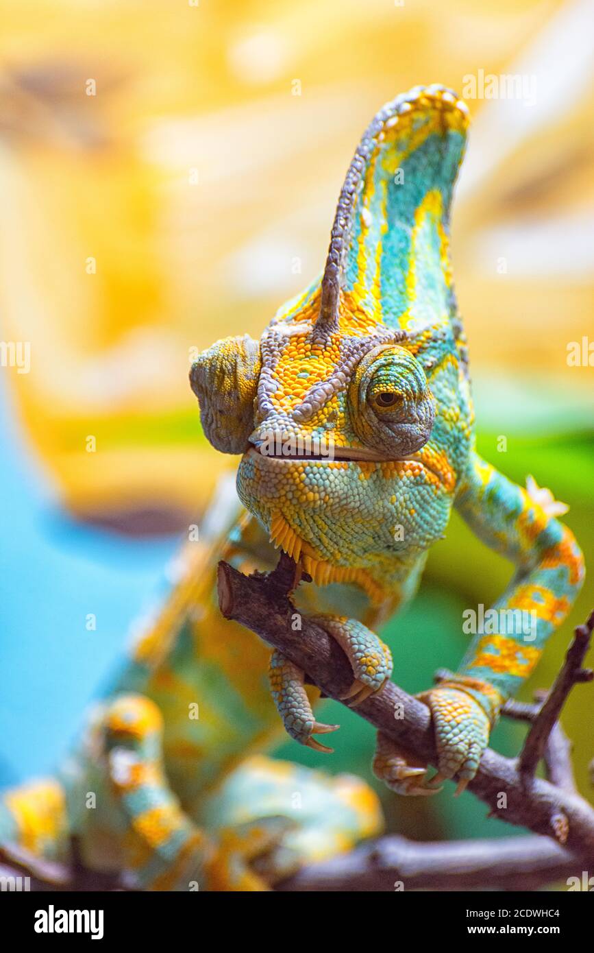 Le Caméléon coloré JE Banque D'Images
