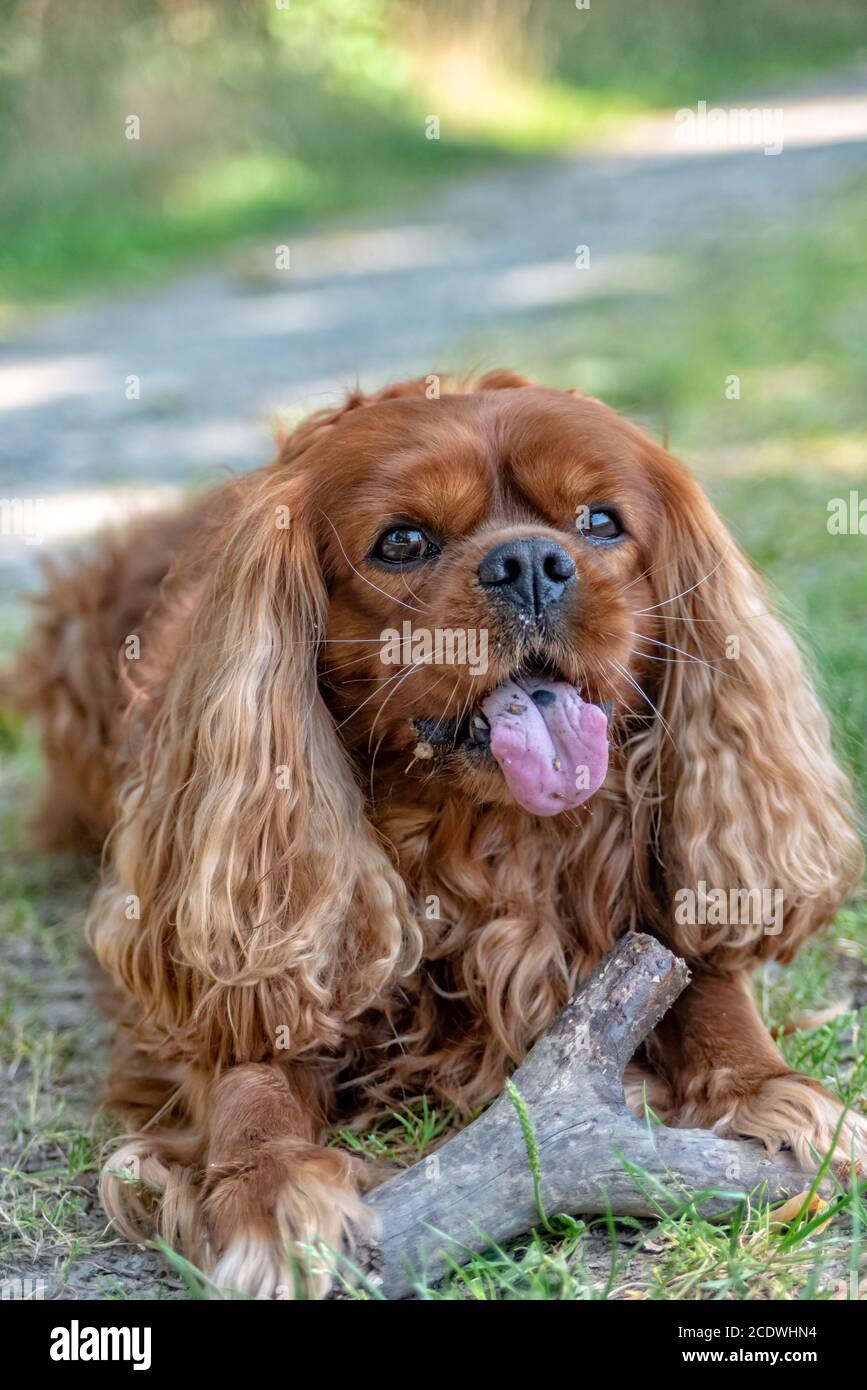 Cavalier King Charles Spaniel dans Ruby brune mâchonne un bâton Banque D'Images