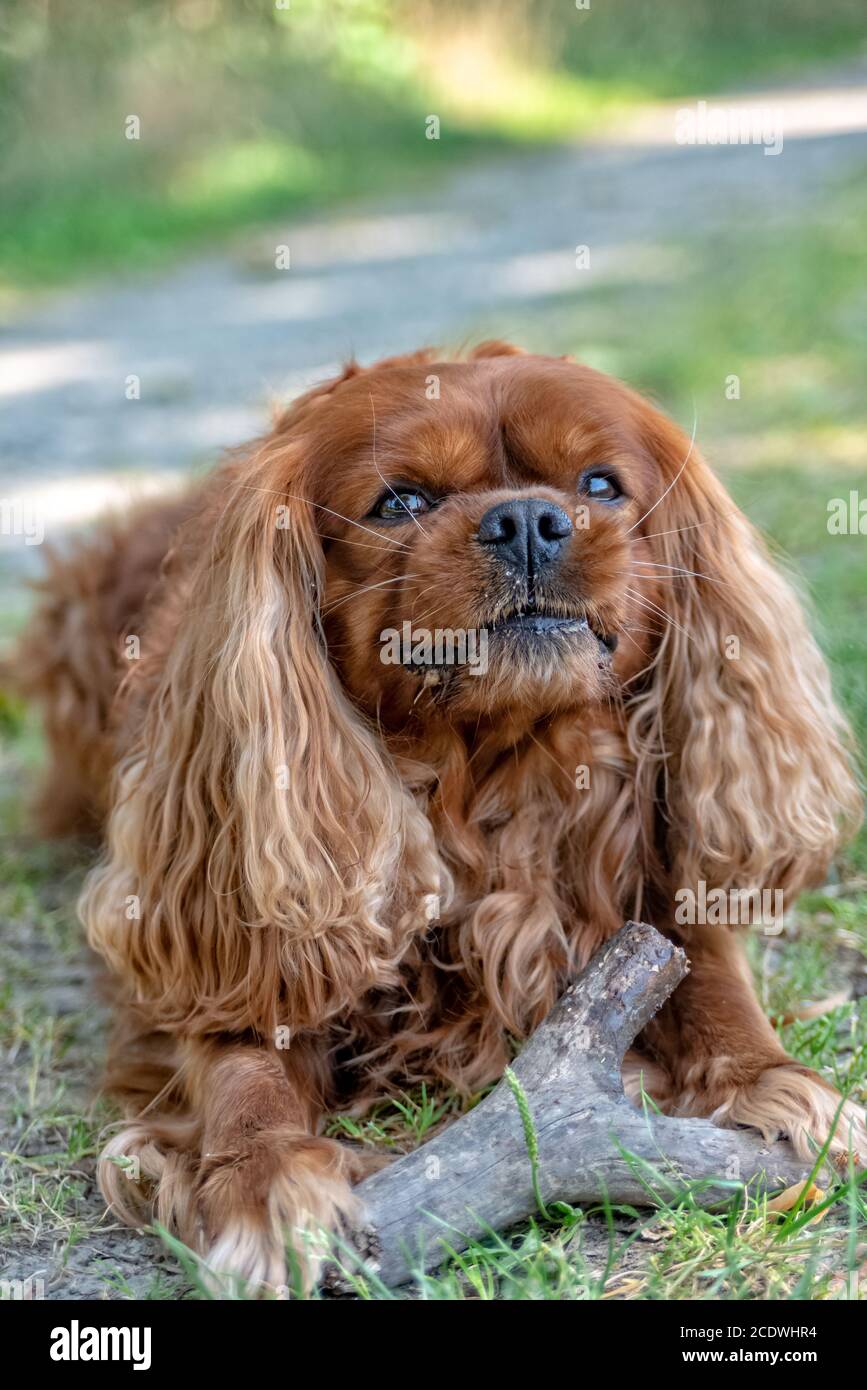 Cavalier King Charles Spaniel dans Ruby brune mâchonne un bâton Banque D'Images