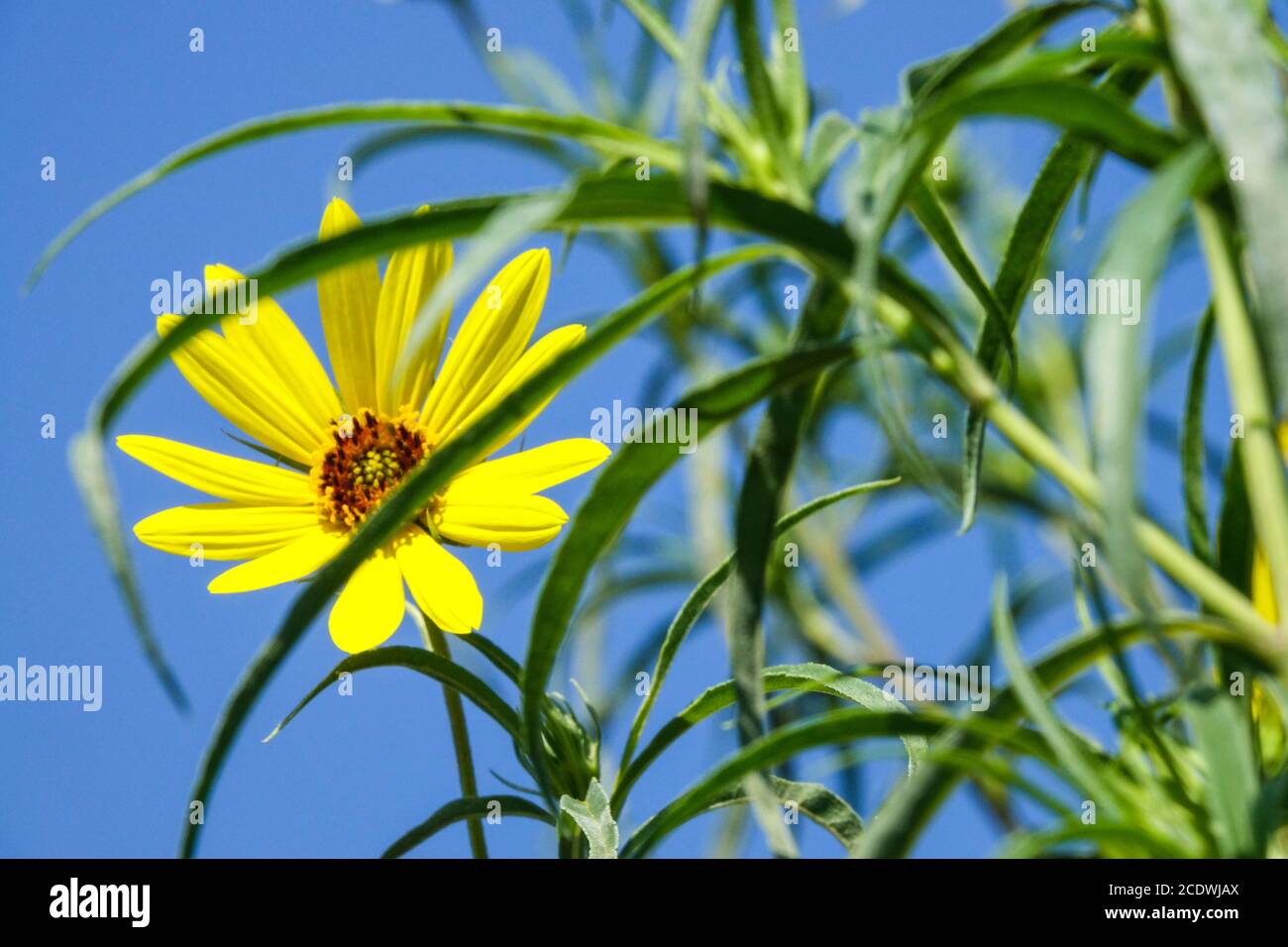 Helianthus salicifolius tournesol à feuilles saule Banque D'Images