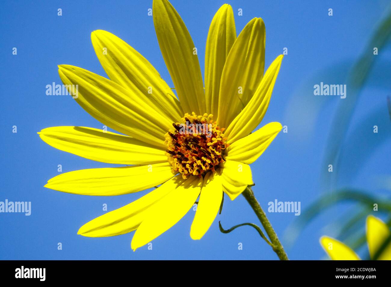 Helianthus salicifolius tournesol à feuilles saule Banque D'Images