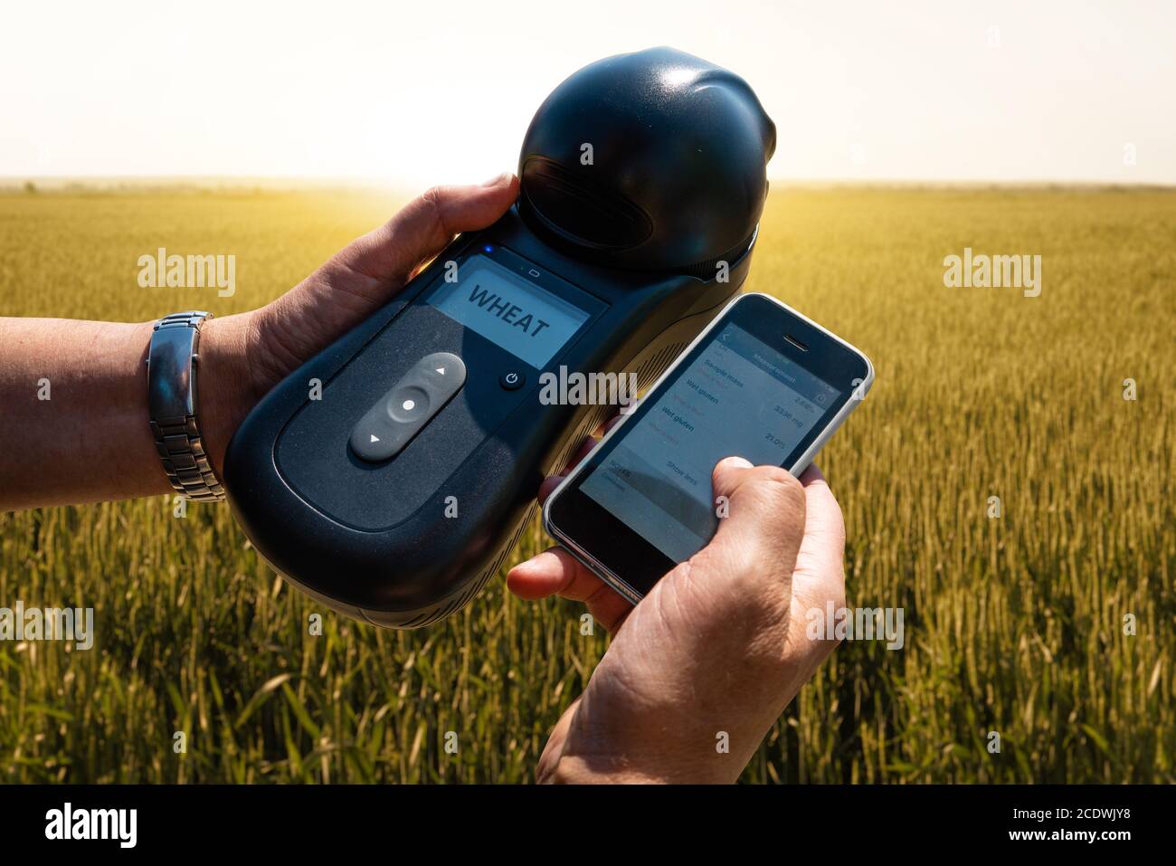 Dispositif mobile pour mesurer les paramètres du grain dans la récolte. Agriculture intelligente et agriculture de précision Banque D'Images