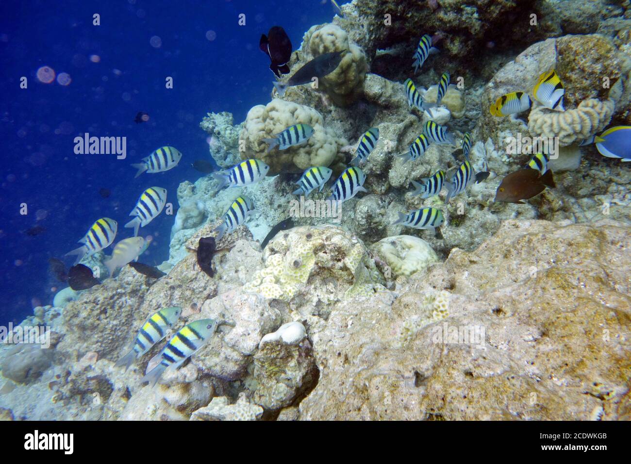 Magnifique poisson zébré au récif de corail Banque D'Images