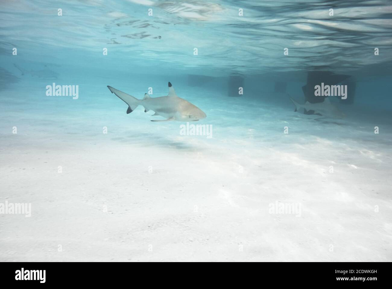 Grand requin récif à bout noir à la chasse. Banque D'Images