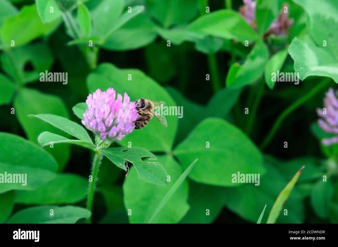 Une abeille pollinisant une fleur de trèfle. La collection de miel. Mise au point sélective. Banque D'Images