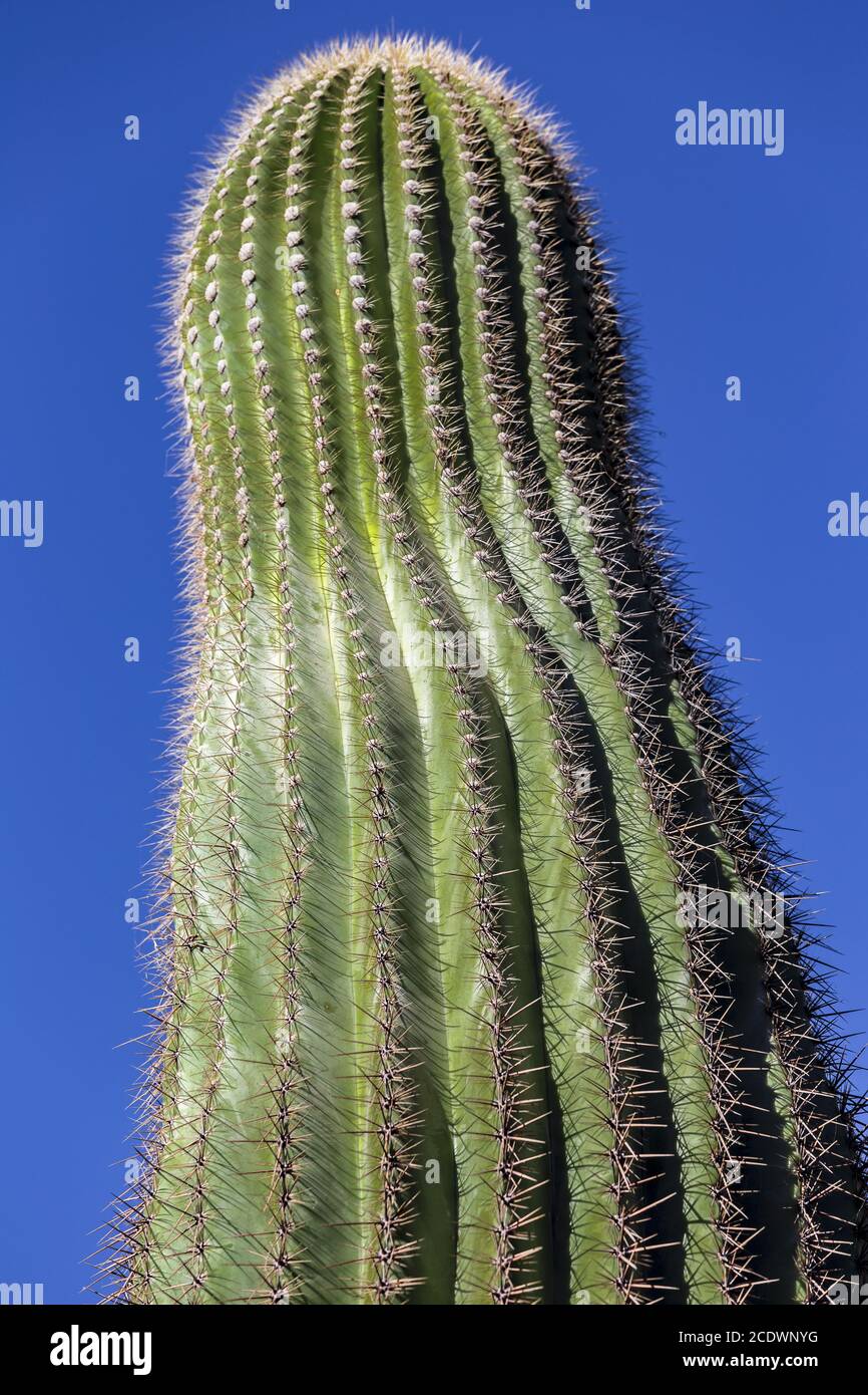 Cactus géant mexicain Carnegiea gigantea au ciel bleu Banque D'Images