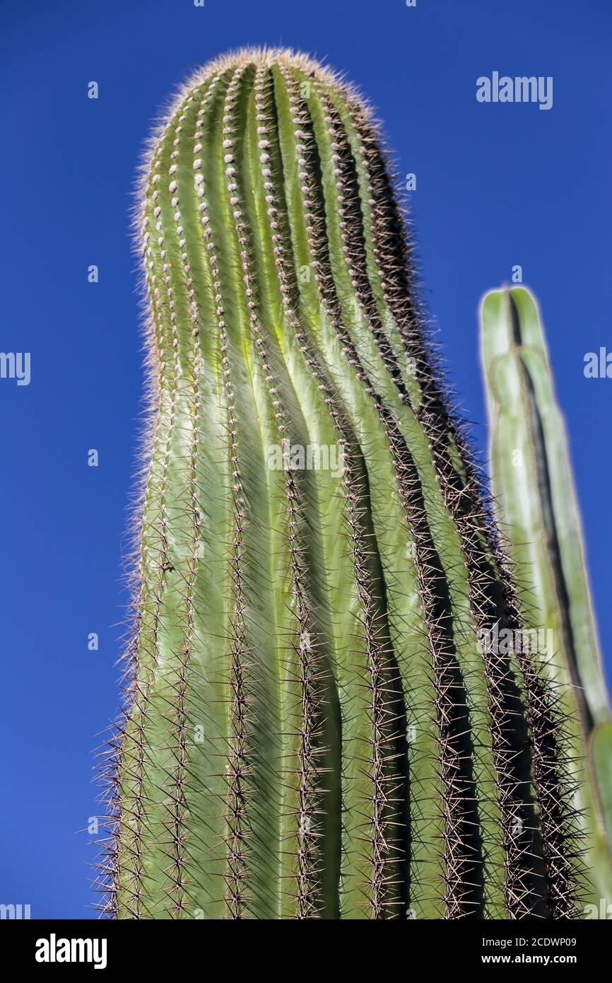 Cactus géant mexicain Carnegiea gigantea au ciel bleu Banque D'Images